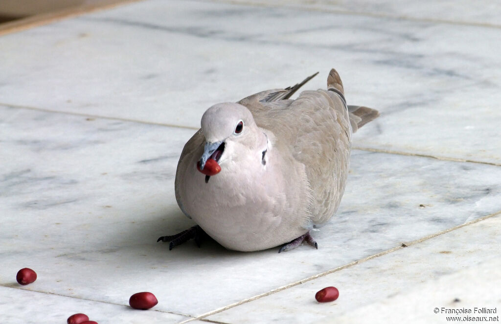 Eurasian Collared Dove, identification, feeding habits