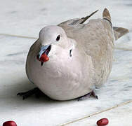 Eurasian Collared Dove