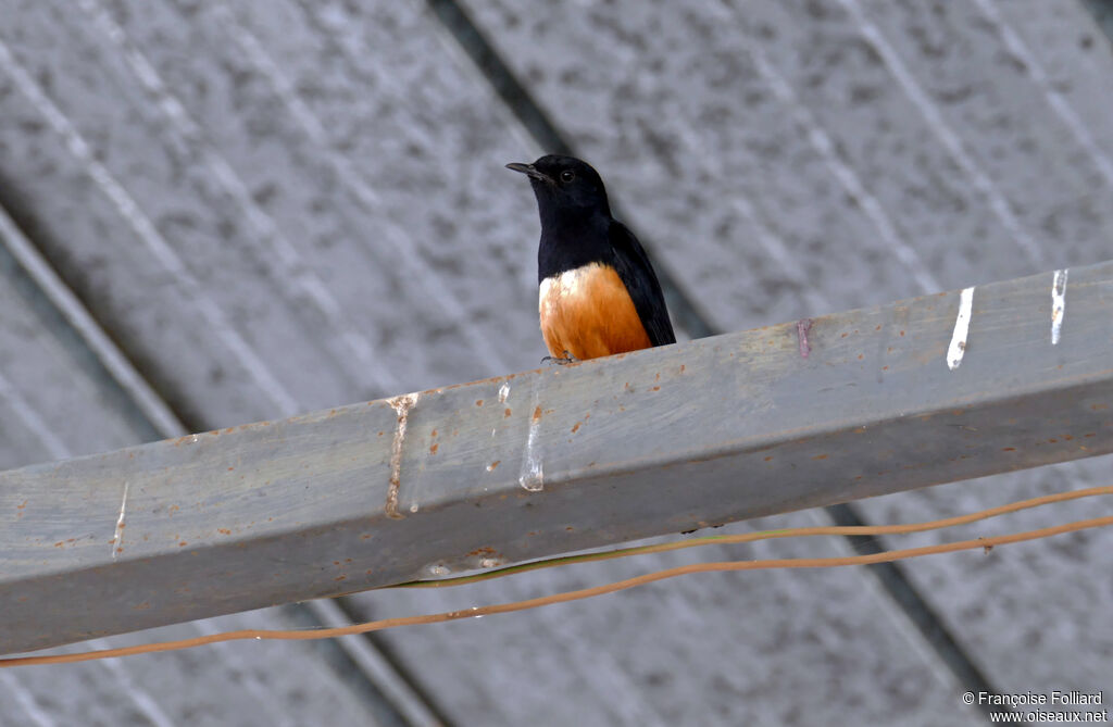 Mocking Cliff Chat