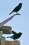 Abyssinian Wheatear