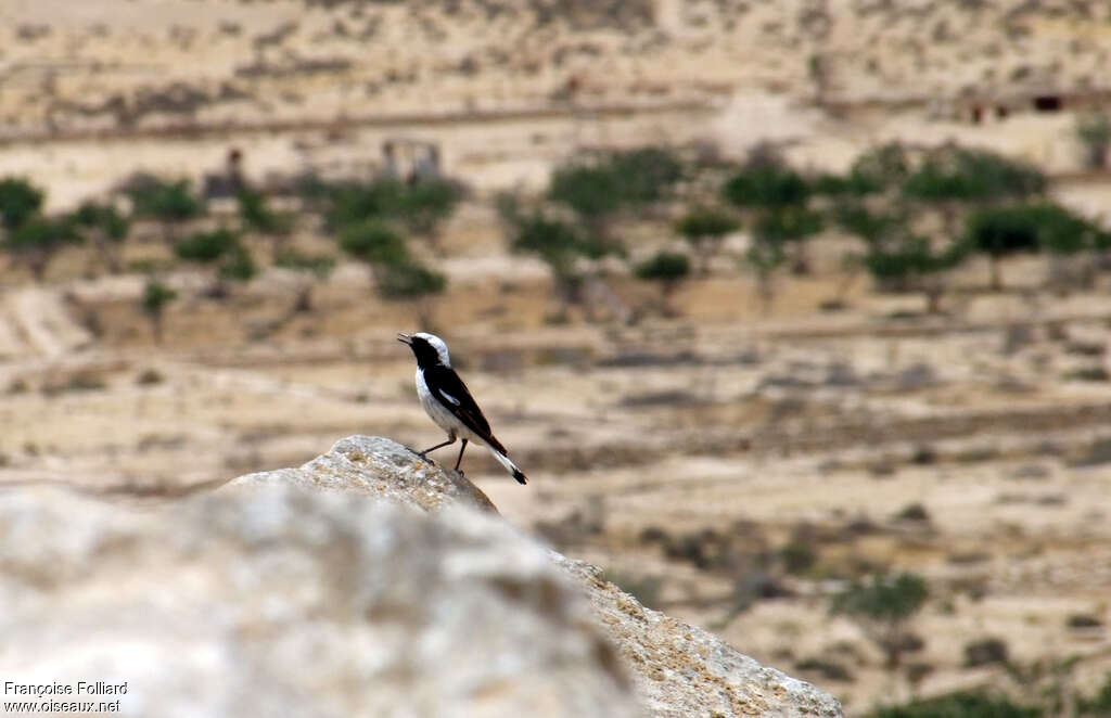 Mourning Wheatear male adult, habitat, pigmentation