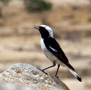 Mourning Wheatear