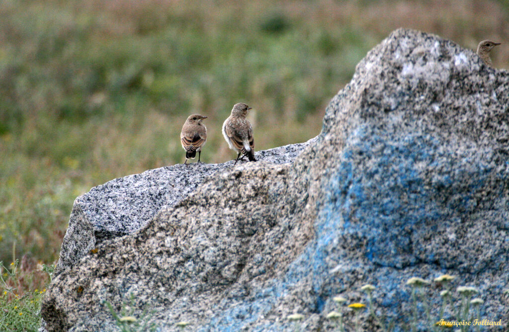 Isabelline Wheatear, identification