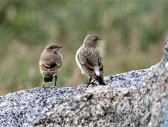 Isabelline Wheatear