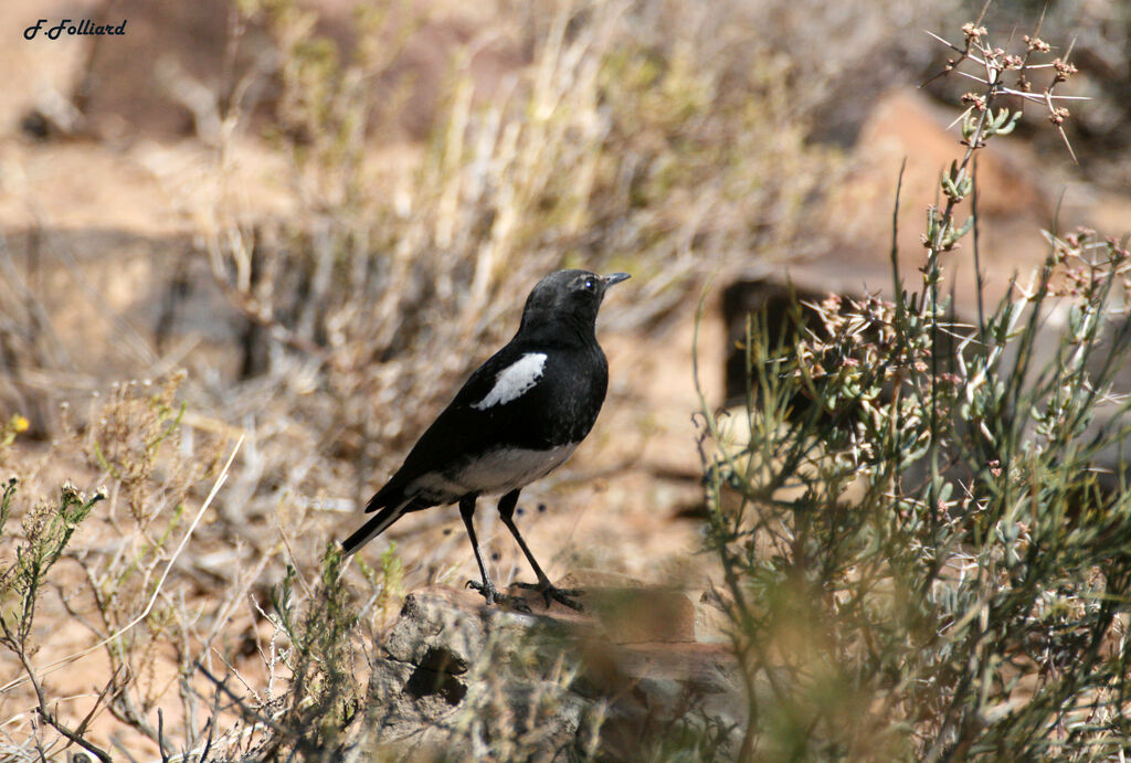 Mountain Wheatearadult, identification