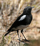 Mountain Wheatear