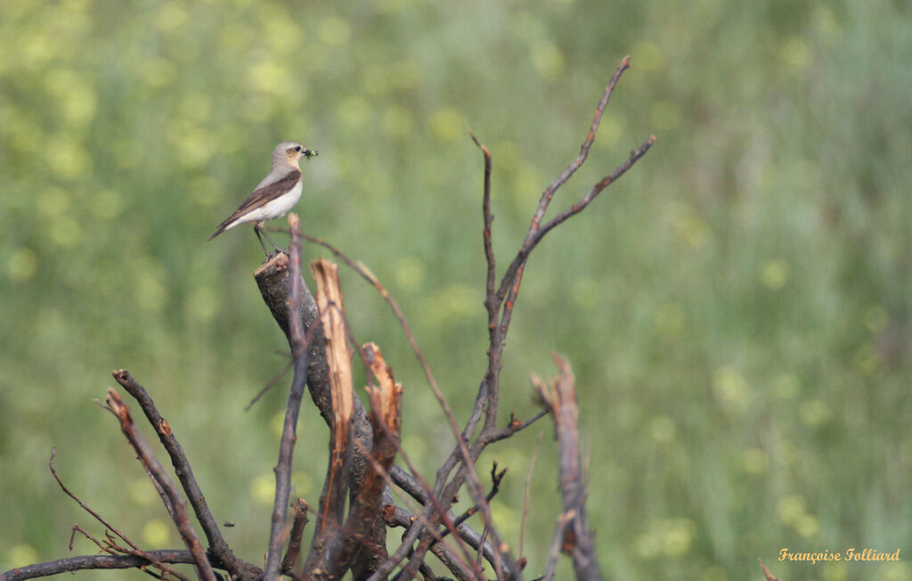 Northern Wheatear female, identification, feeding habits