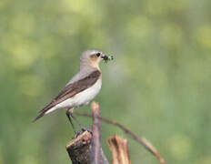 Northern Wheatear