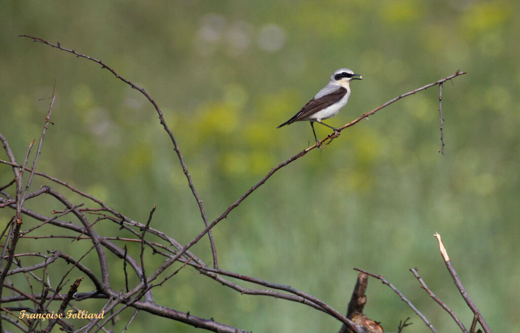 Northern Wheatear male, identification, feeding habits