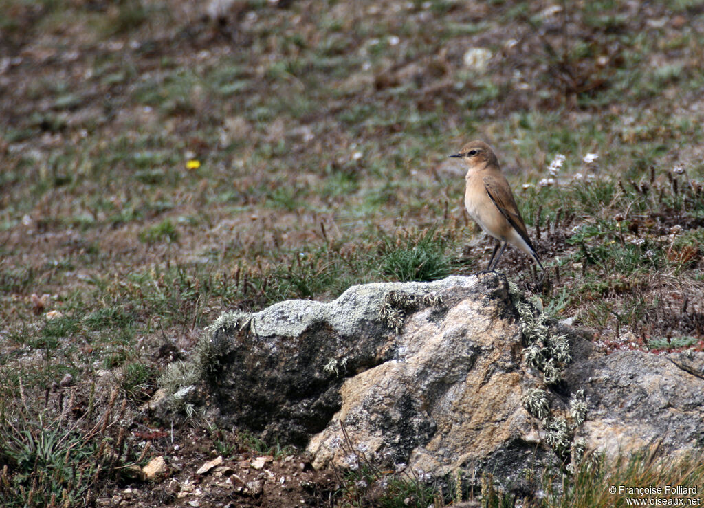 Traquet motteux, identification