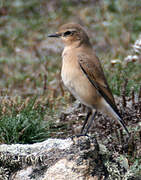 Northern Wheatear