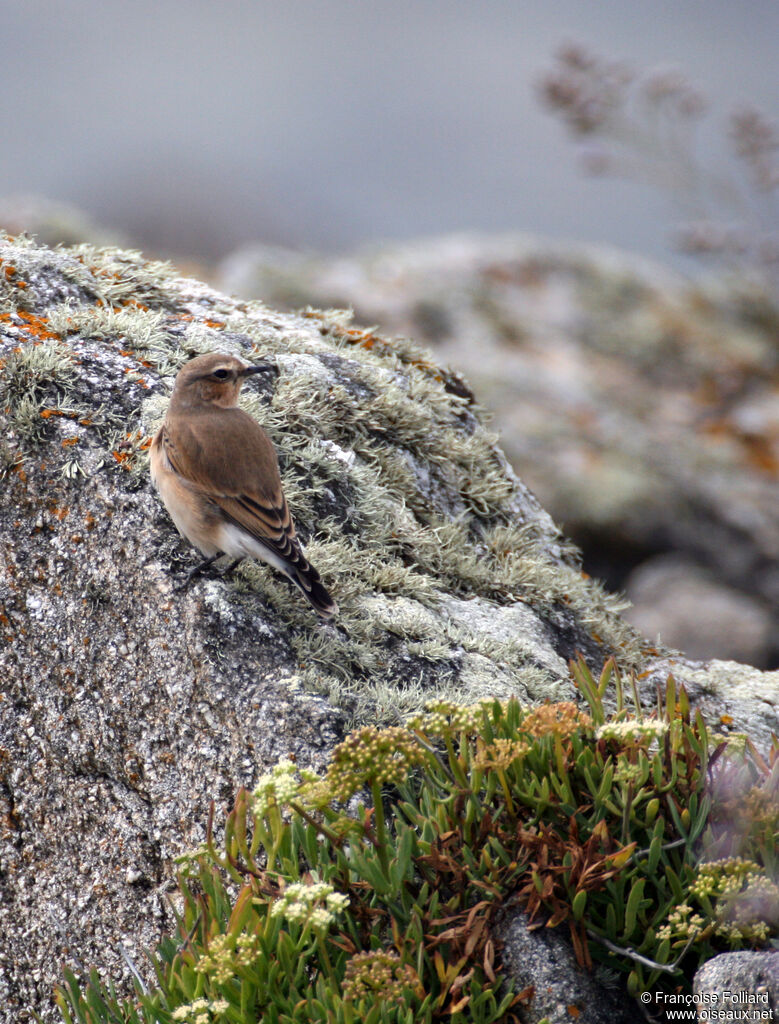 Traquet motteux, identification