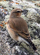 Northern Wheatear