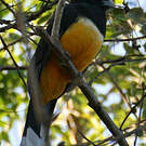 Trogon à tête noire