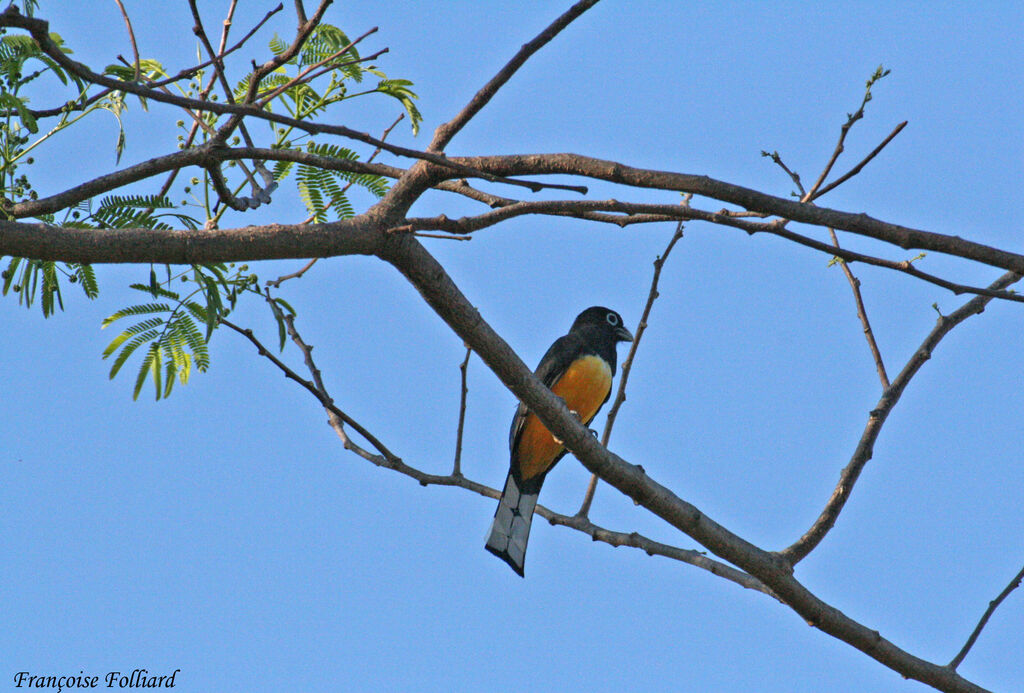 Trogon à tête noireadulte, identification