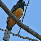 Trogon à tête noire