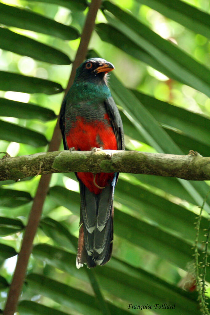 Slaty-tailed Trogonadult, identification