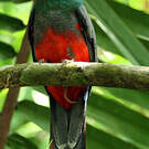 Trogon de Masséna