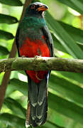 Slaty-tailed Trogon