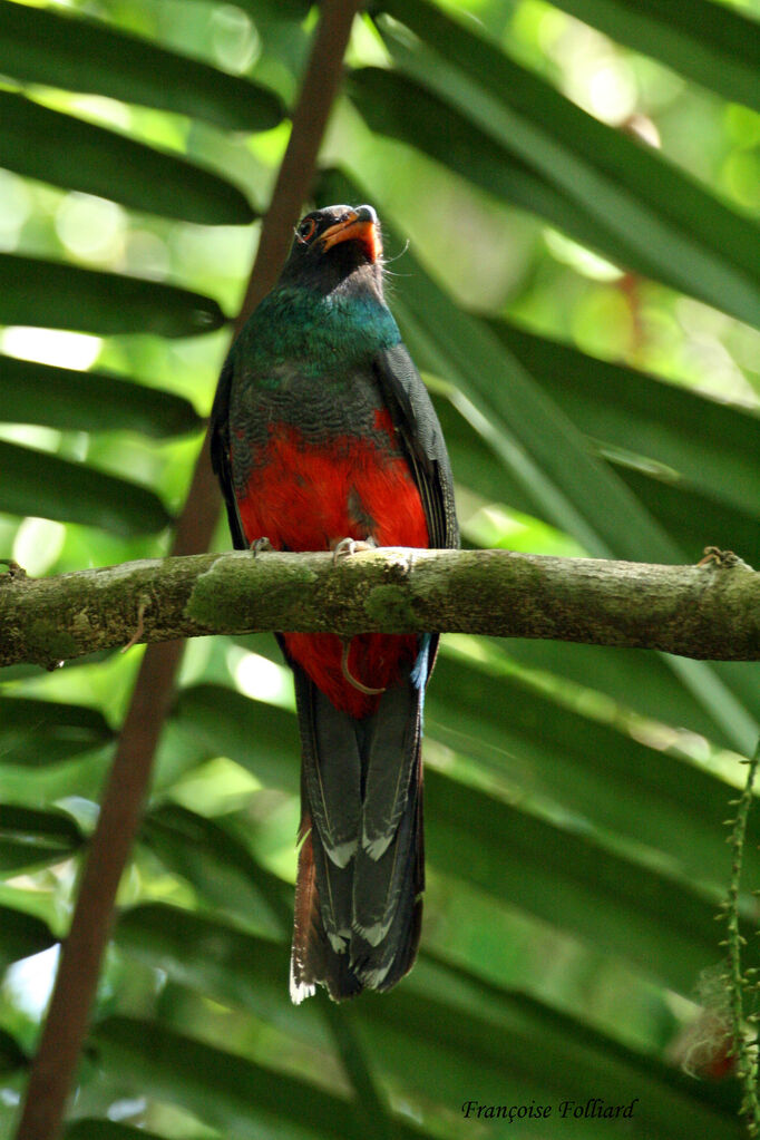 Slaty-tailed Trogonadult, identification