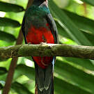 Trogon de Masséna