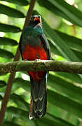 Slaty-tailed Trogon