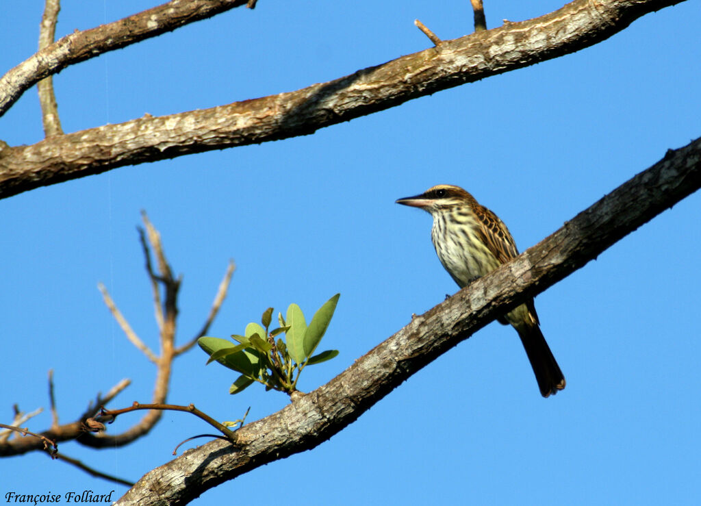 Streaked Flycatcheradult, identification