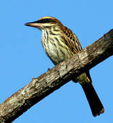 Streaked Flycatcher