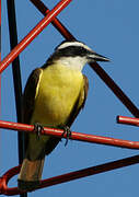 Great Kiskadee