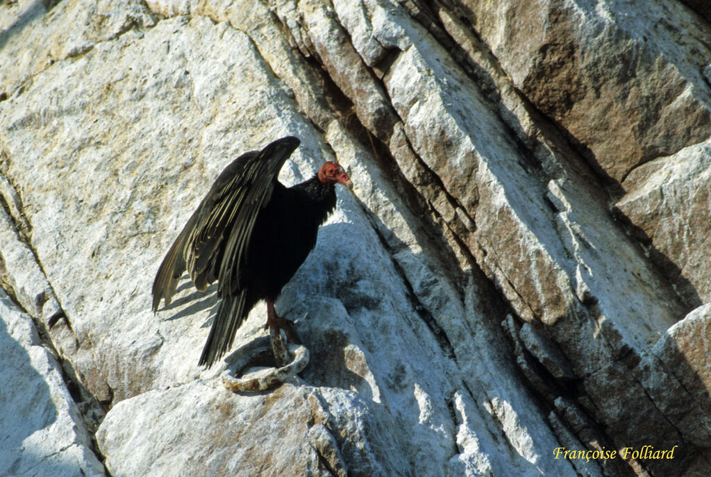 Urubu à tête rougeadulte, identification