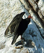 Turkey Vulture