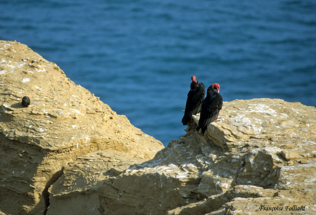 Urubu à tête rougeadulte, identification, Comportement