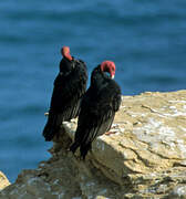 Turkey Vulture