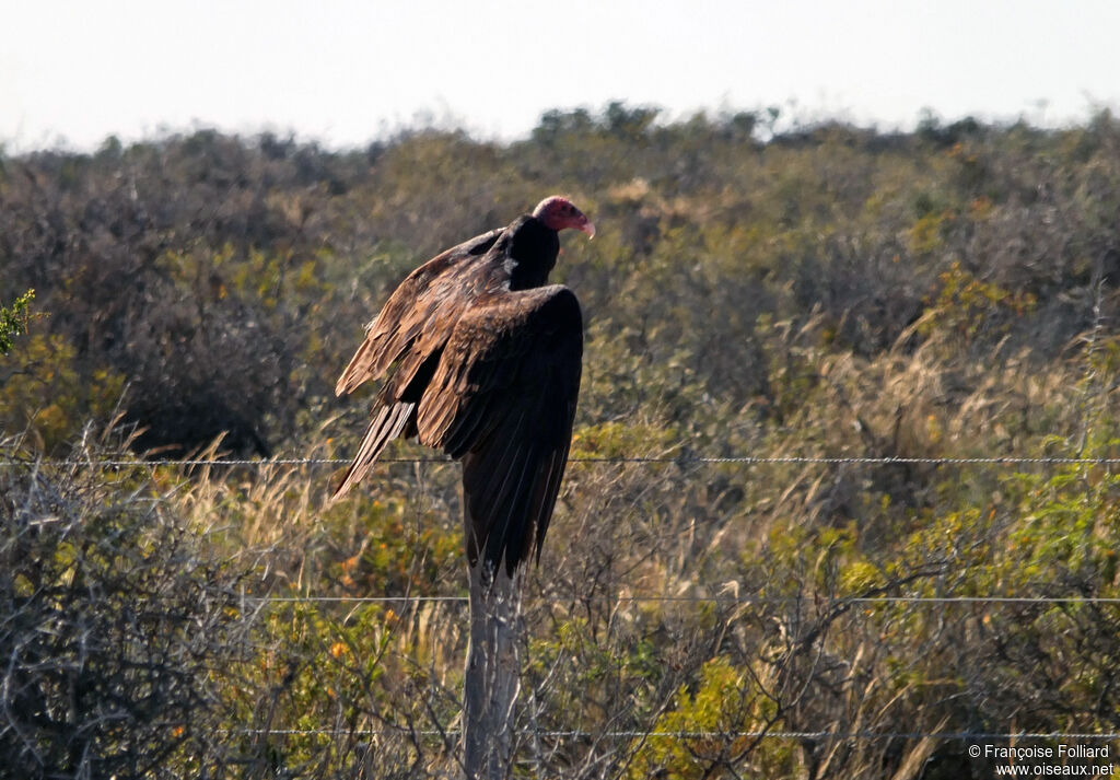 Urubu à tête rouge