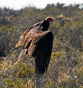 Urubu à tête rouge