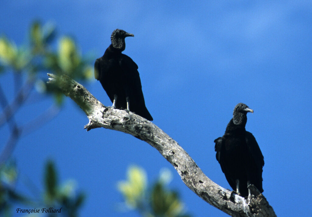 Urubu noir, identification