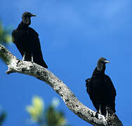 Black Vulture