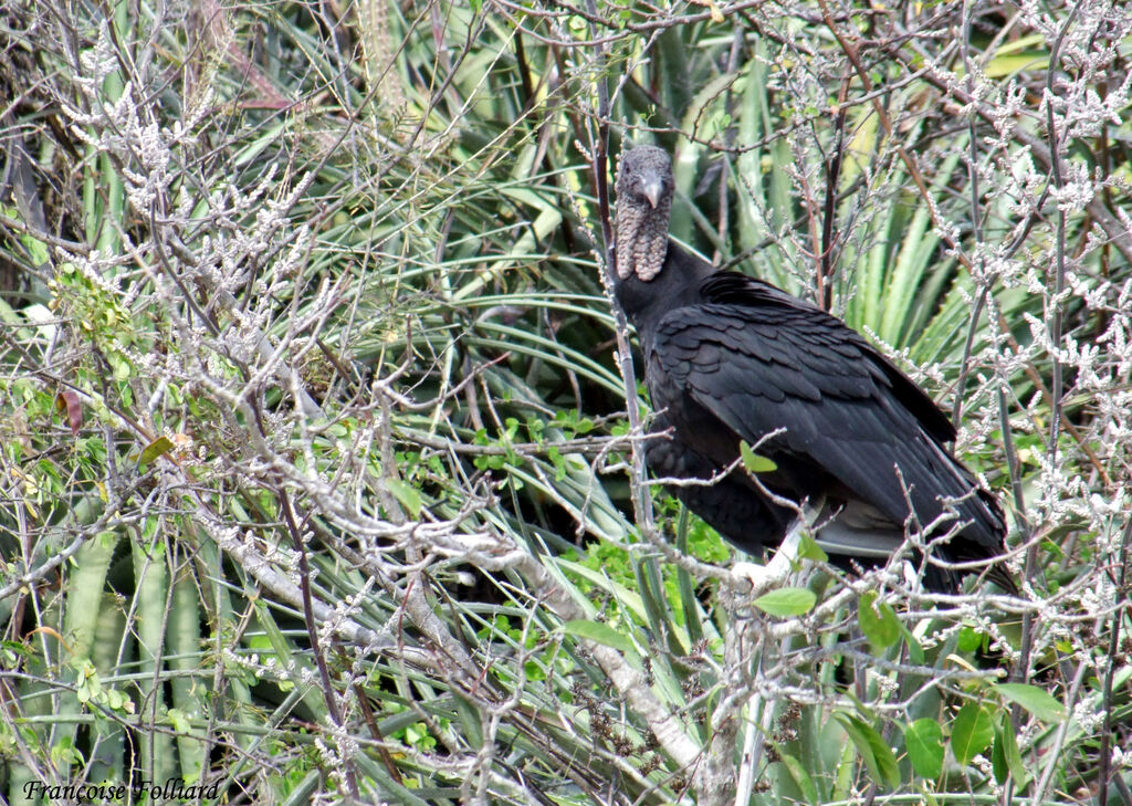 Black Vulture, identification