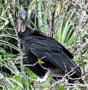 Black Vulture