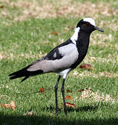 Blacksmith Lapwing