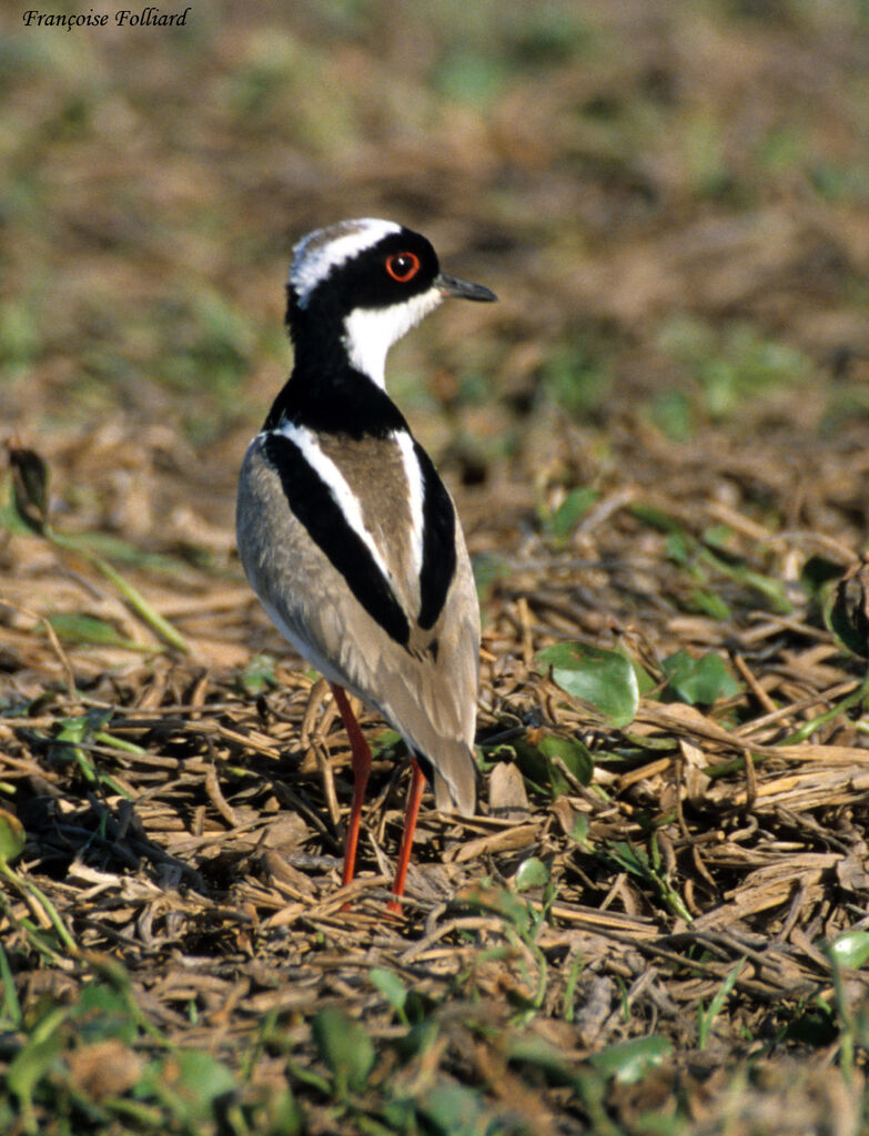 Vanneau de Cayenneadulte, identification