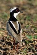 Pied Plover