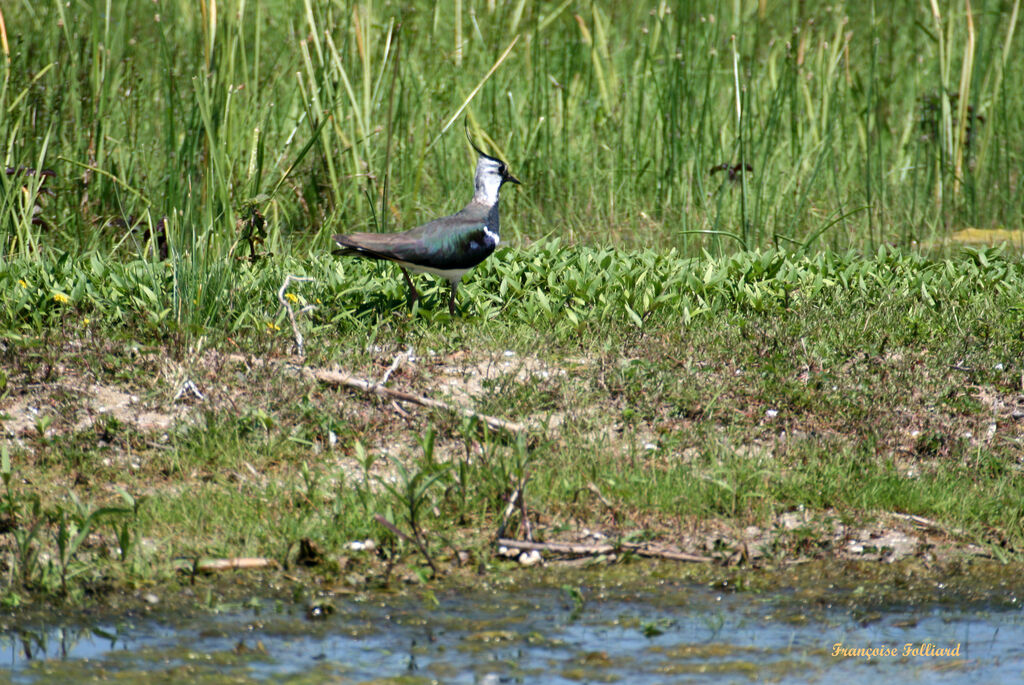 Vanneau huppéadulte, identification