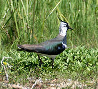 Northern Lapwing