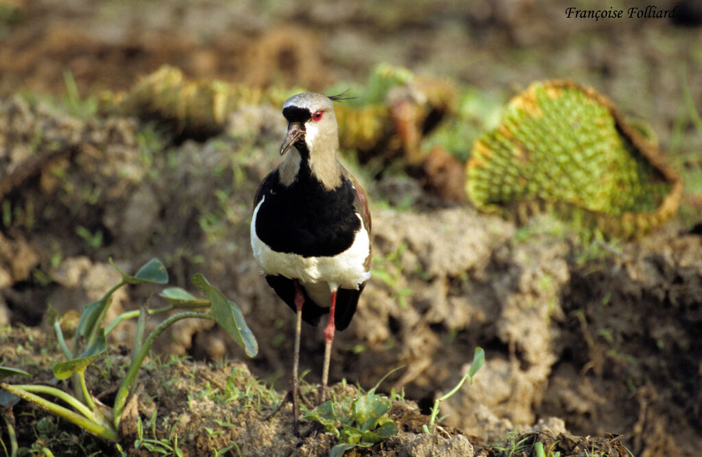 Southern Lapwingadult, identification