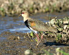 Southern Lapwing