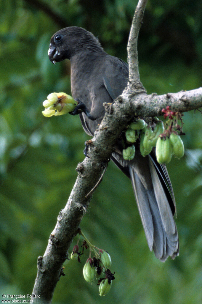 Seychelles Black Parrot, identification