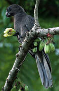 Seychelles Black Parrot