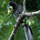 Vasa des Seychelles