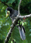 Seychelles Black Parrot